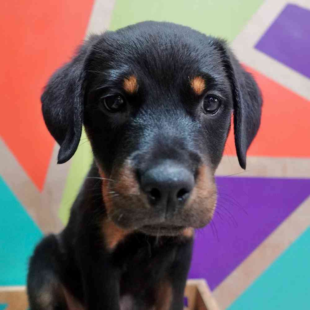 carousel pet images