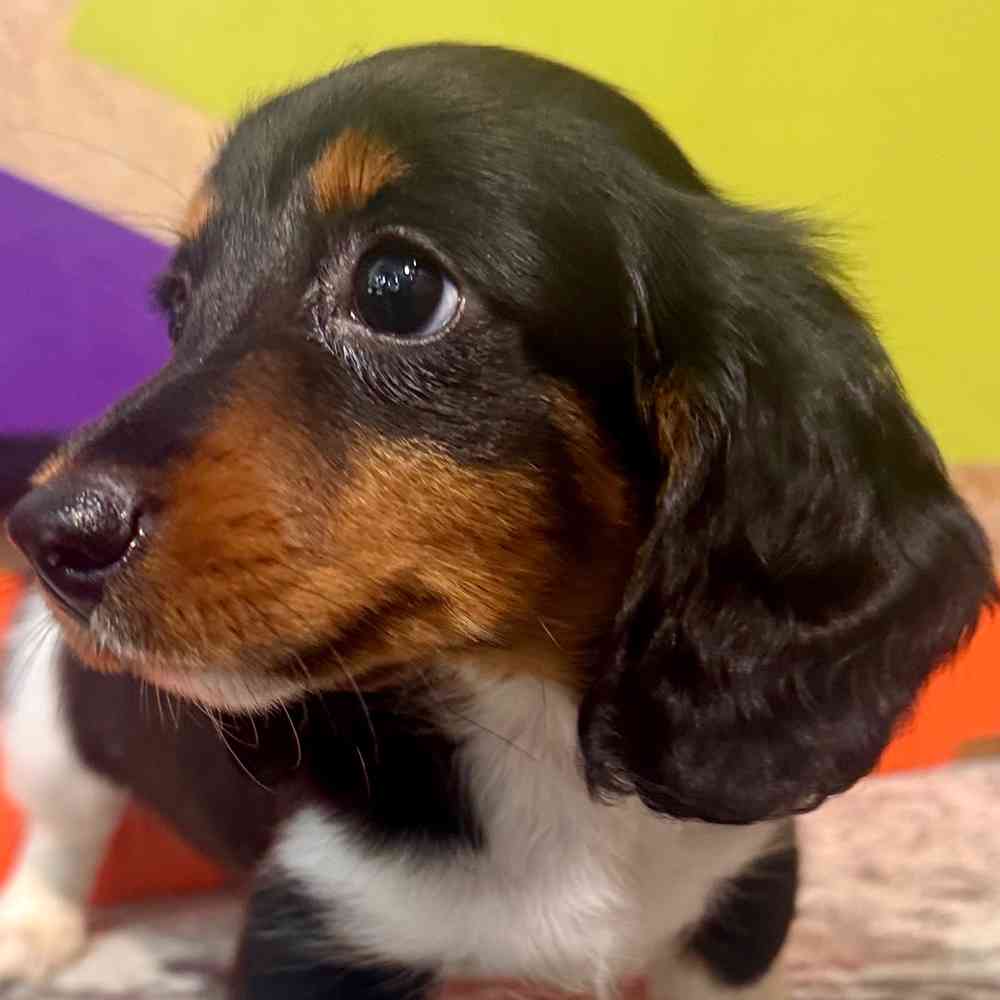 carousel pet images