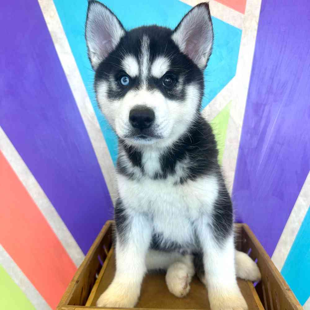 pet breed image
