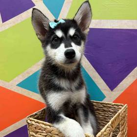 Alaskan Malamute