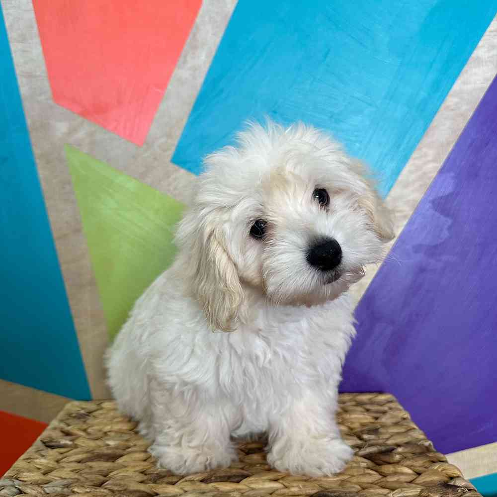carousel pet images