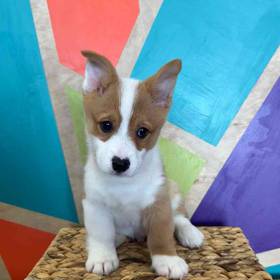 Pembroke Welsh Corgi