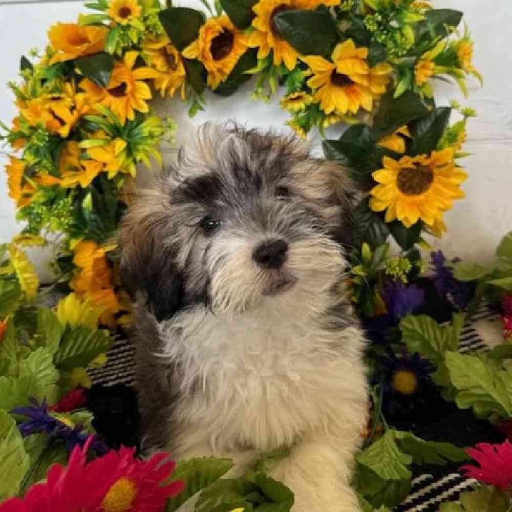 carousel pet images