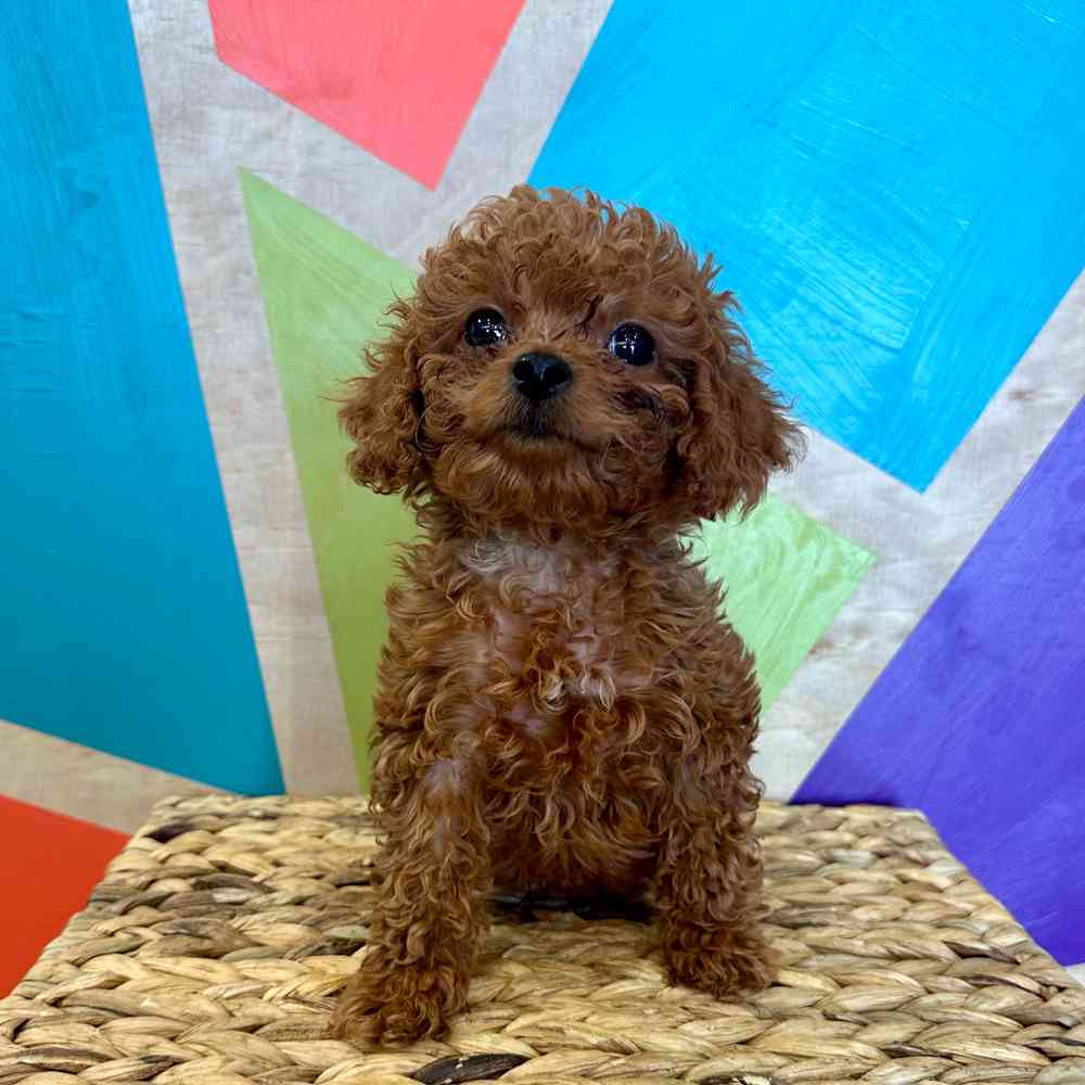 Image of a pet breed in the gallery