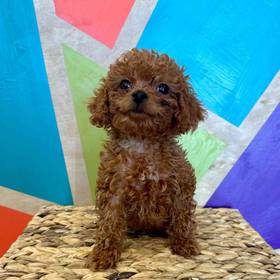 BichonPoo