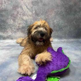 Soft Coated Wheaten Terrier