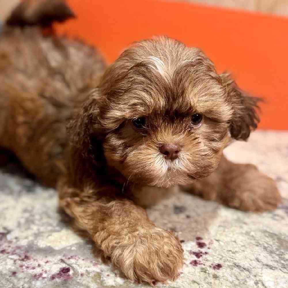 carousel pet images