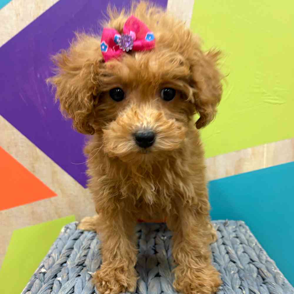 carousel pet images