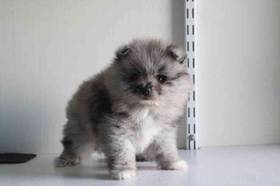 Pomeranian