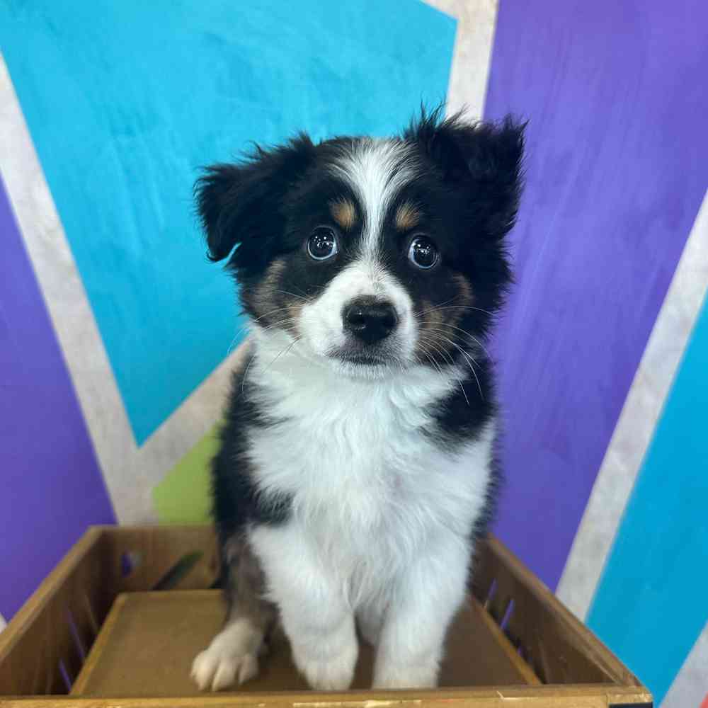 carousel pet images