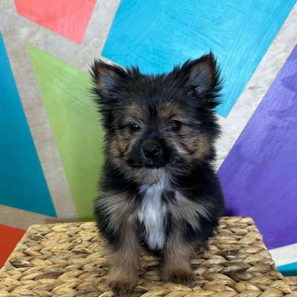 carousel pet images