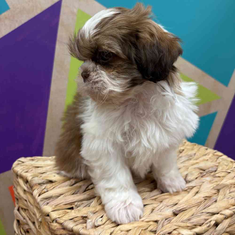 carousel pet images