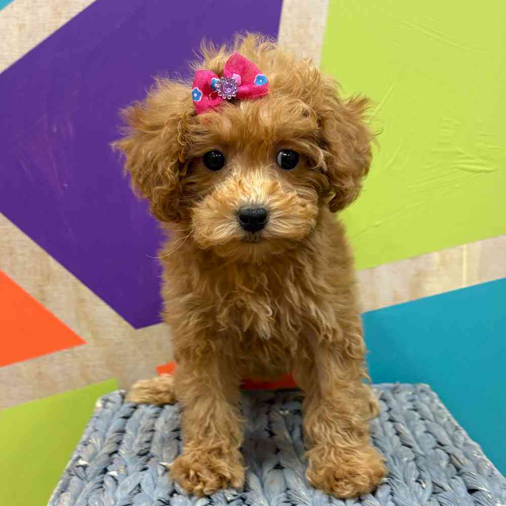 carousel pet images