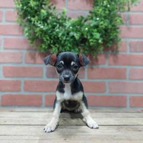 Chihuahua