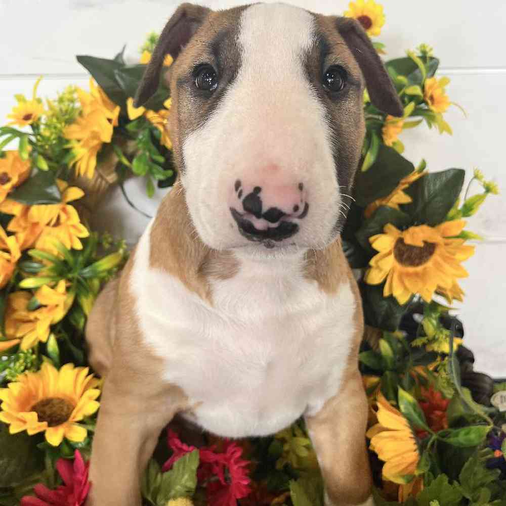 carousel pet images