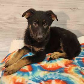 German Shepherd