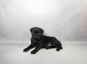 Pug