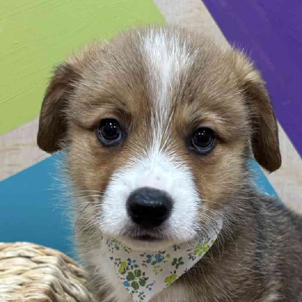carousel pet images