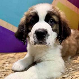 Saint Bernard