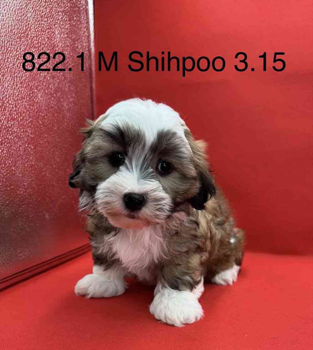 Image of a pet breed in the gallery