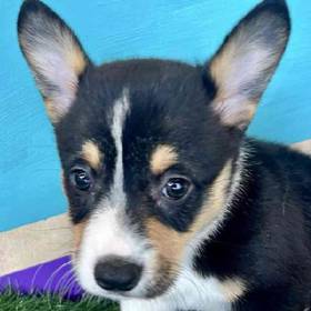Pembroke Welsh Corgi