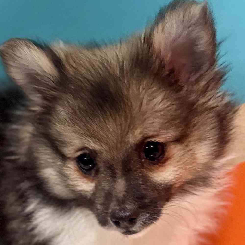 carousel pet images