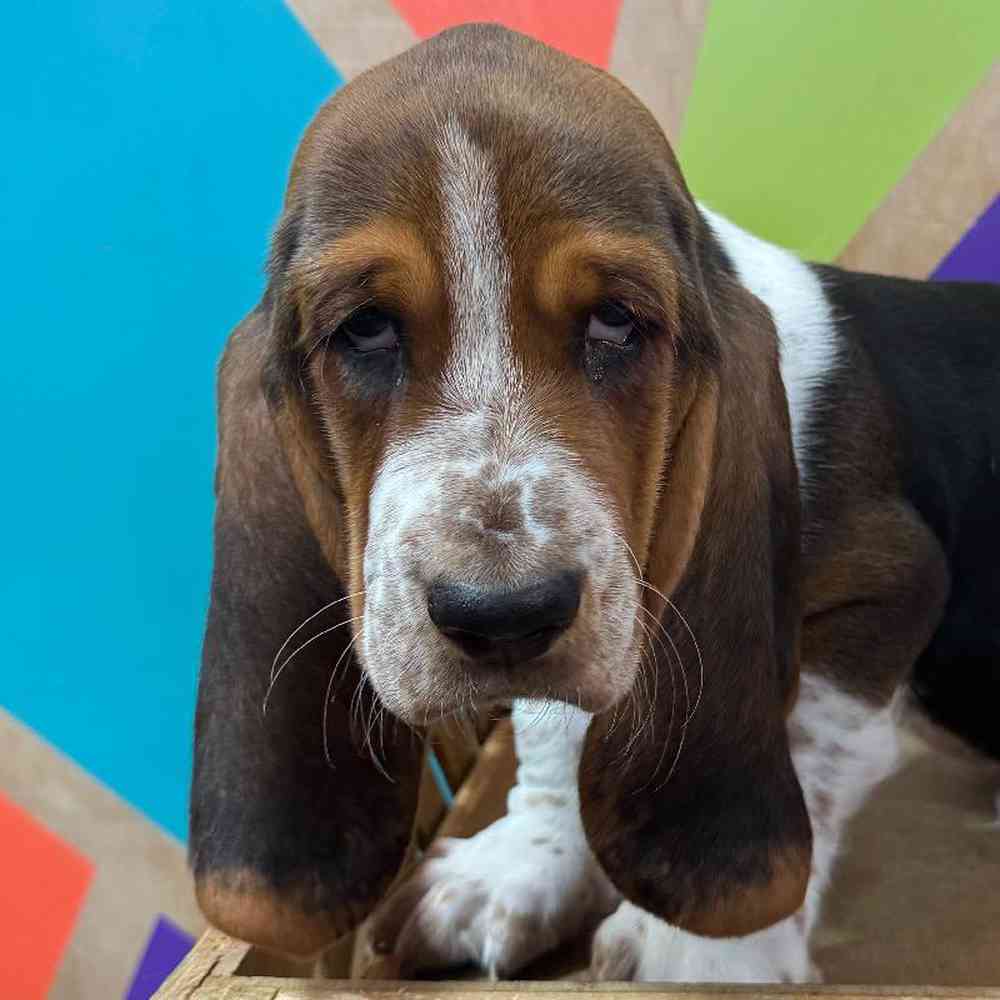 carousel pet images