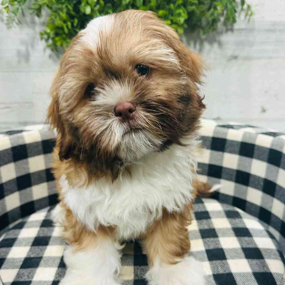 carousel pet images