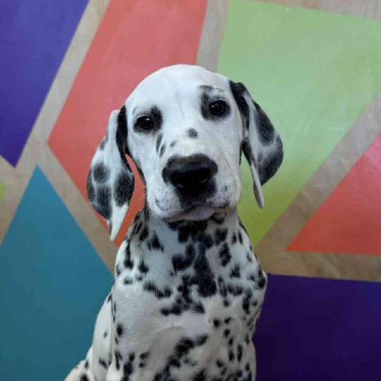 Perdita