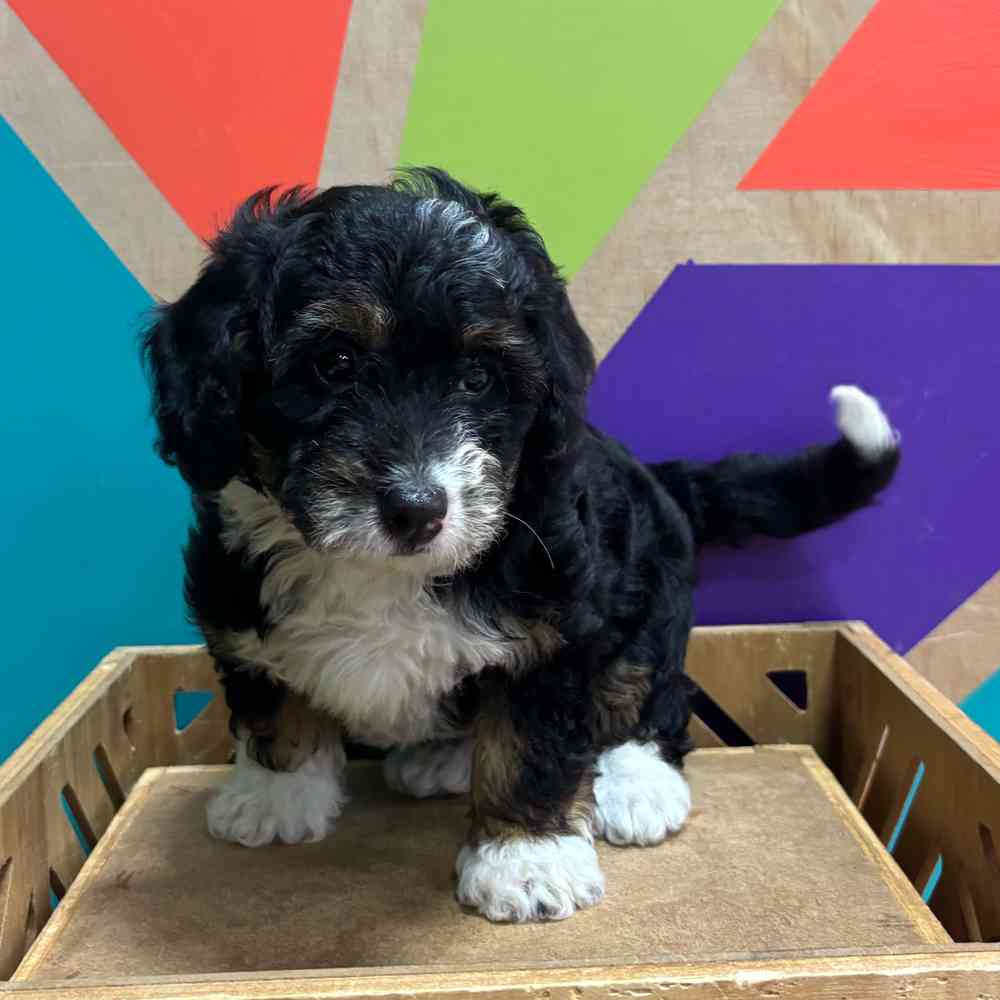 carousel pet images