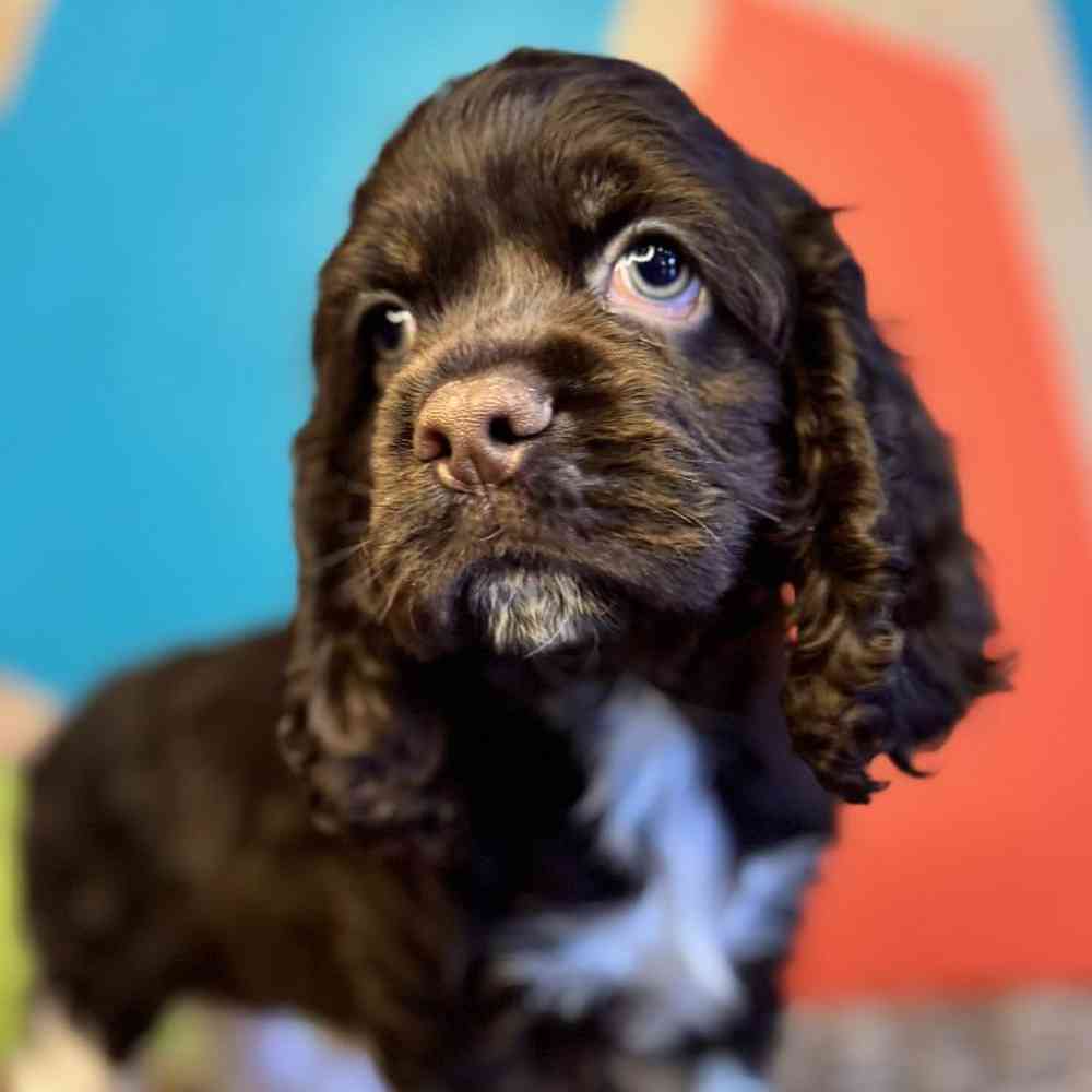 Cocker Spaniel Puppy - Paige - Kamar Pets, image size:1000x1000