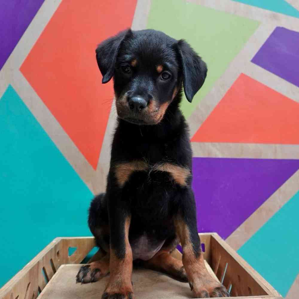 carousel pet images