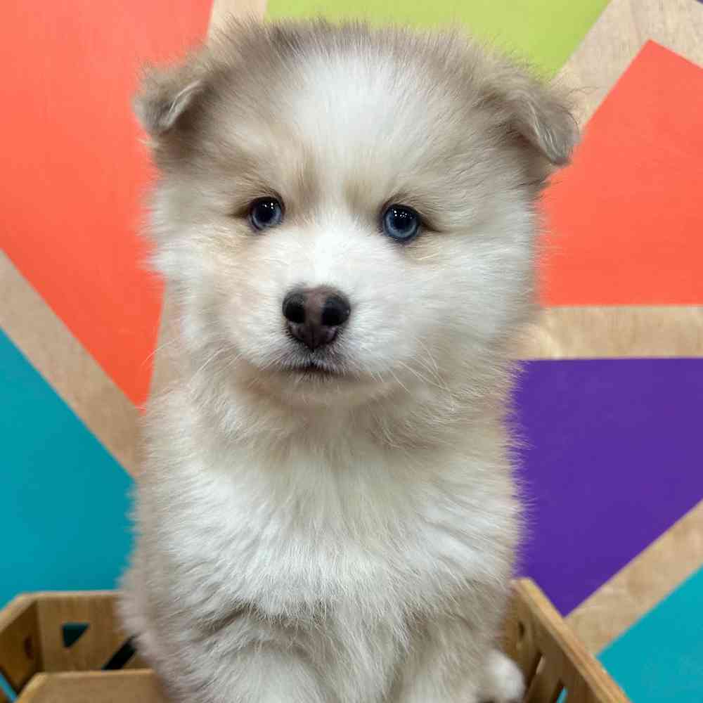 carousel pet images