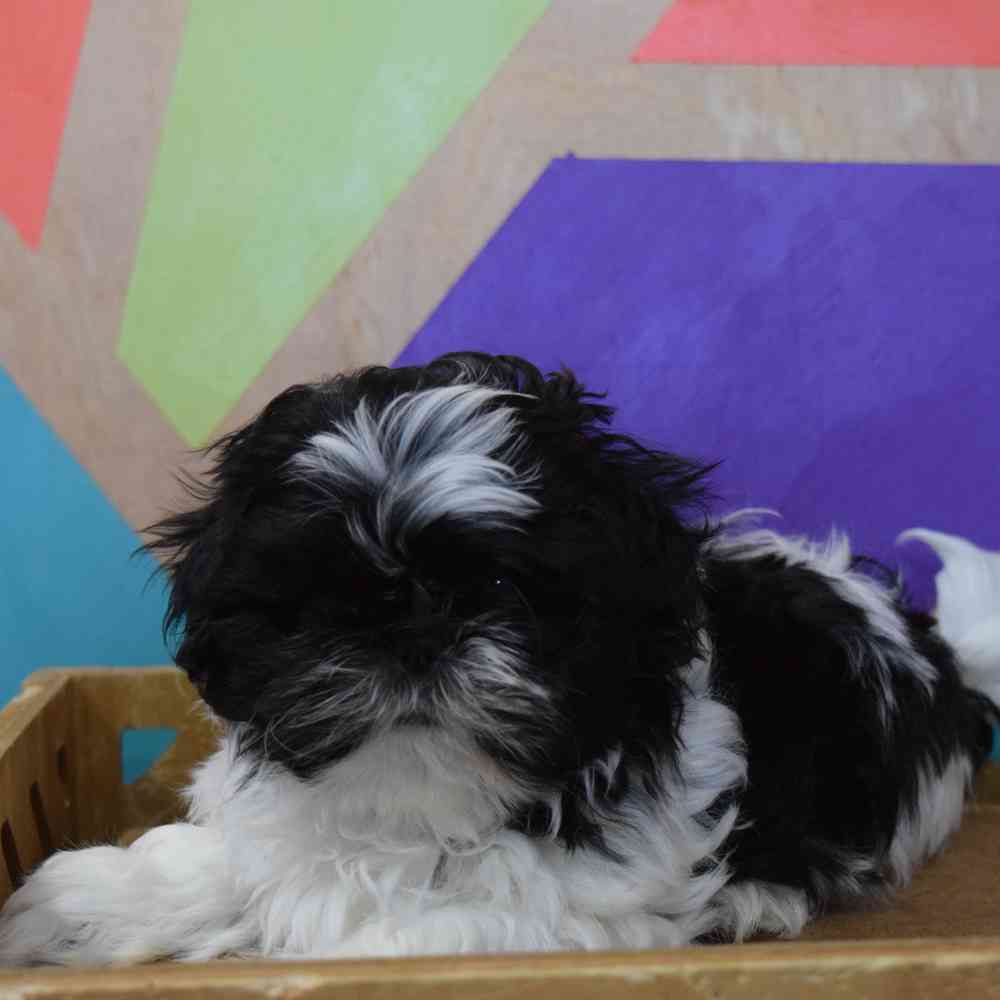 carousel pet images