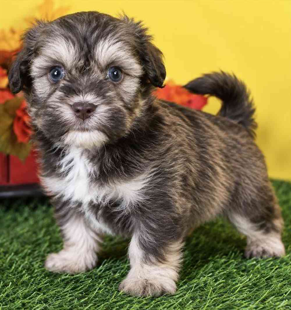 carousel pet images