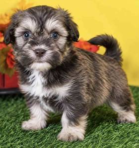Shipoo