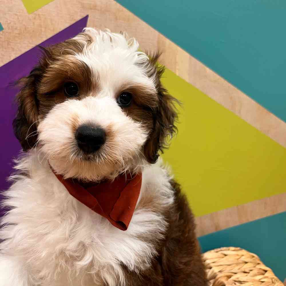 carousel pet images