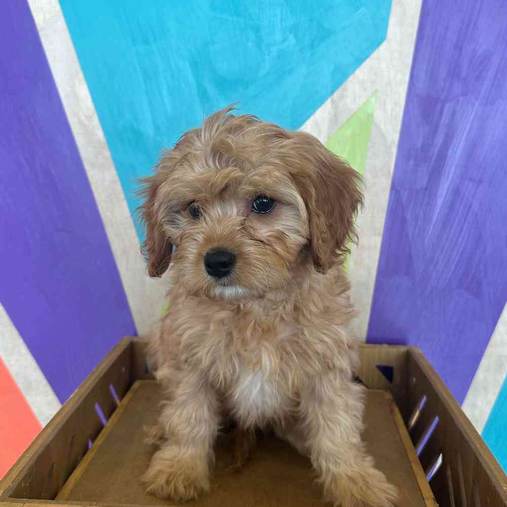 pet breed image