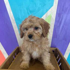 Cavapoo