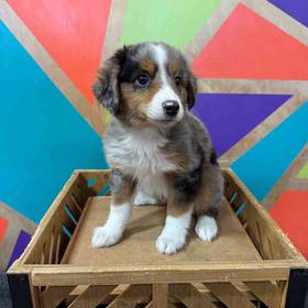 Mini Aussie