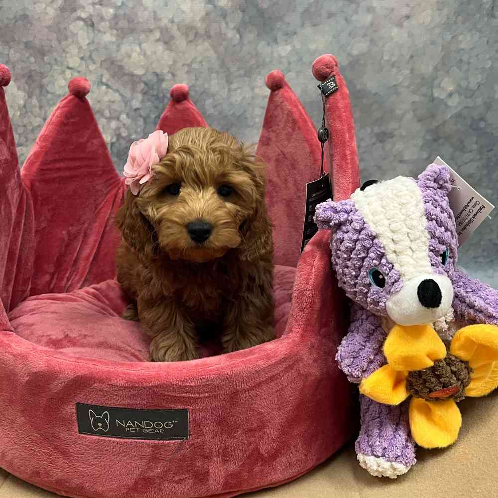 carousel pet images