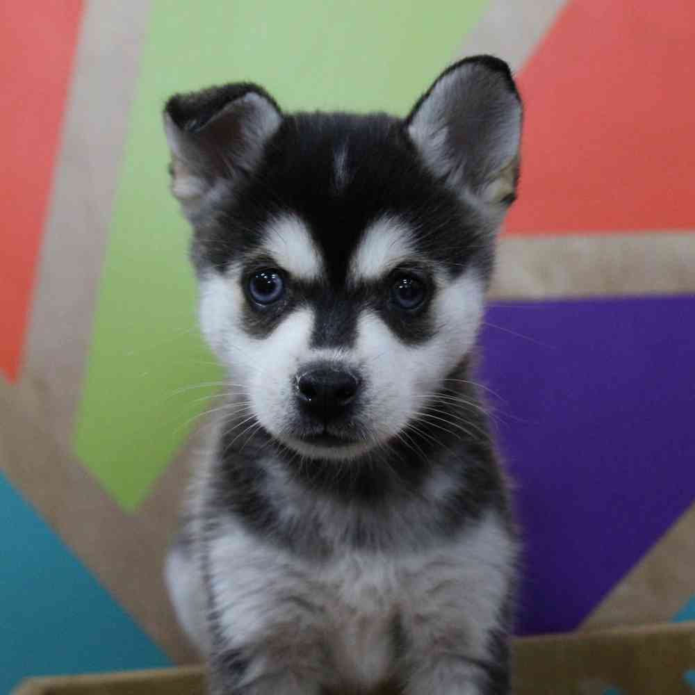 carousel pet images