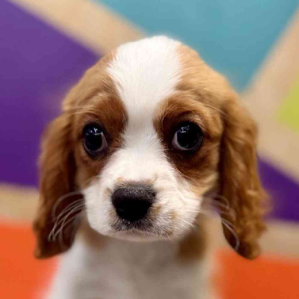 pet breed image