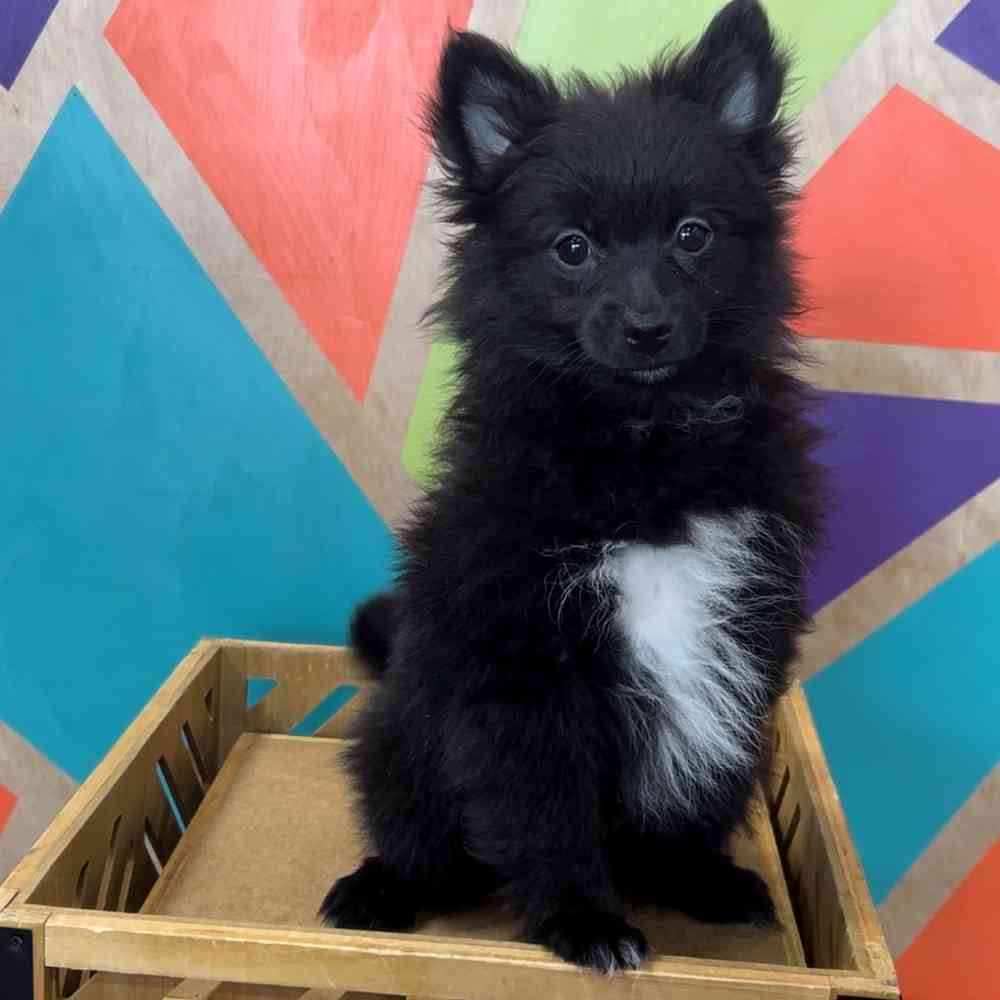 carousel pet images