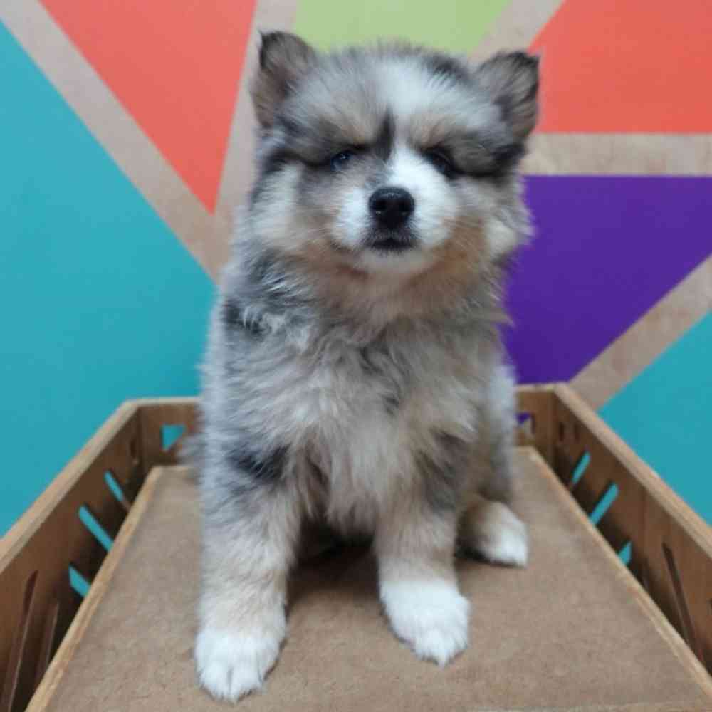 carousel pet images