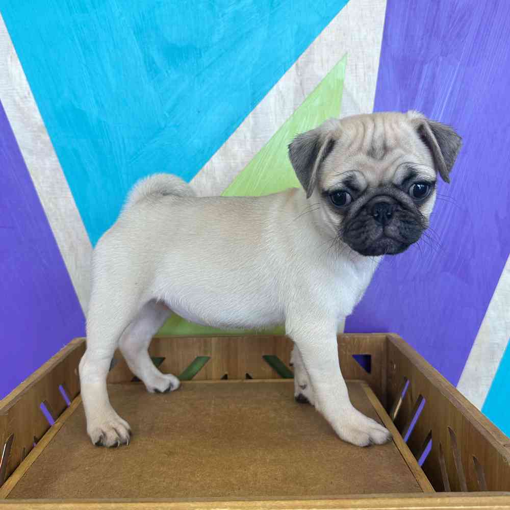 carousel pet images