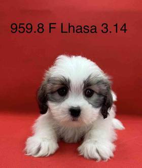 Lhasa Apso