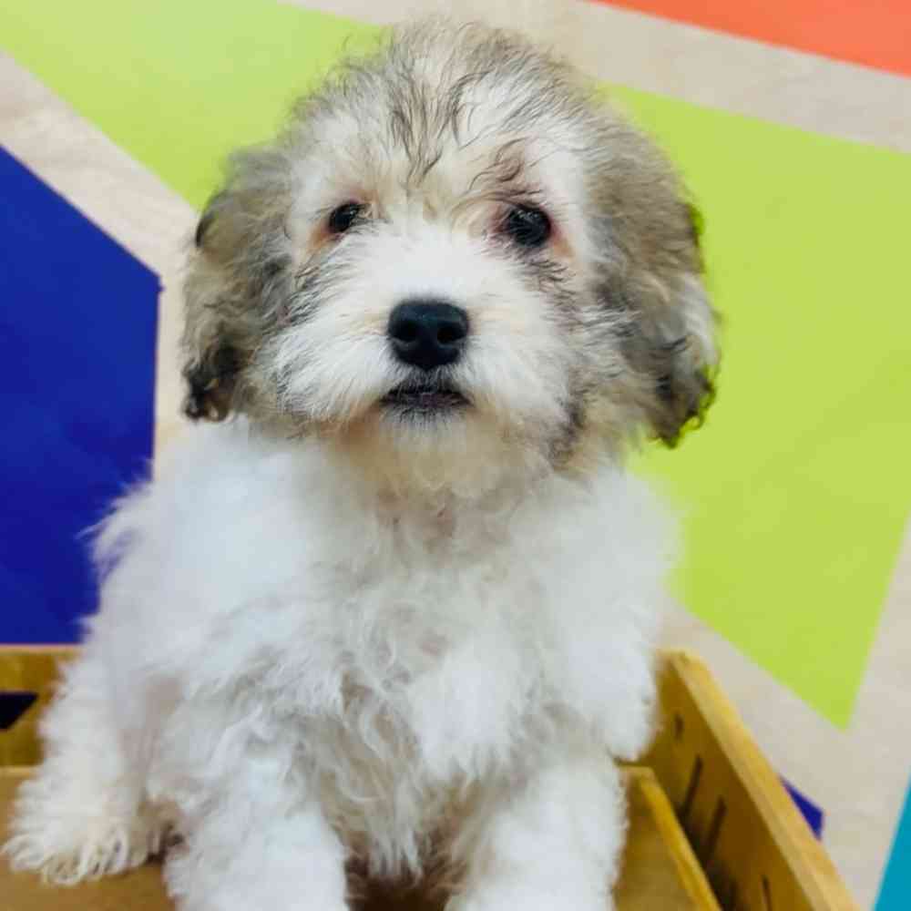 carousel pet images