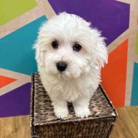 Maltipoo