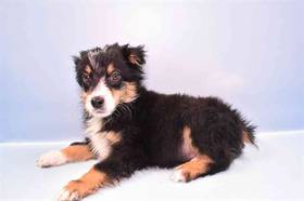 Australian Shepherd